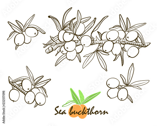 The sea buckthorn hand drawn graphics elements black and white. Hand drawn botanical sketch style.  Elements for menu, greeting cards, wrapping paper, cosmetics packaging, labels, tags, posters etc