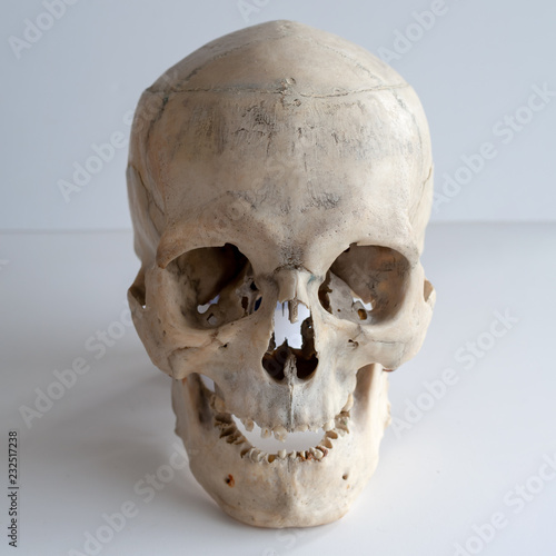 Anatomical real human skull, closeup.