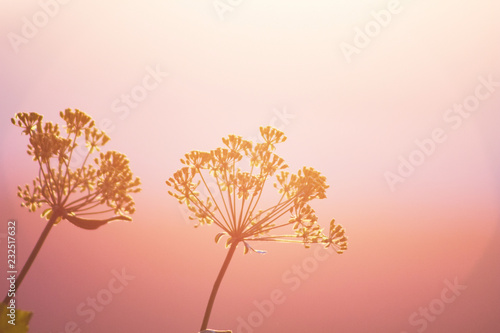 Two flowers with blurry pink gradient sunset background.