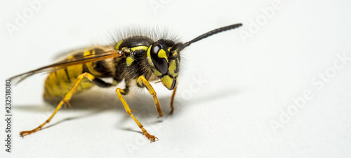 Close up of a wasp isolated on a white background with copy space