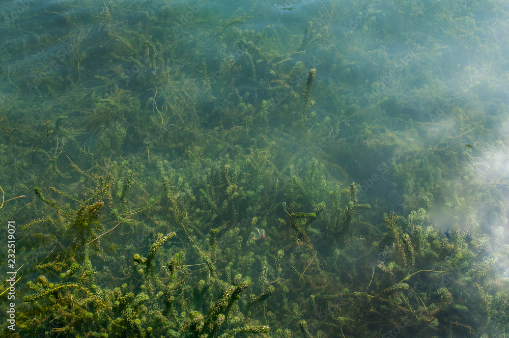 Fototapeta premium Background of algae under water in a small pond