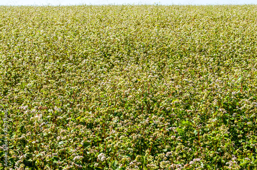 Large field with flowering buckwheat Large field with flowering buckwheat