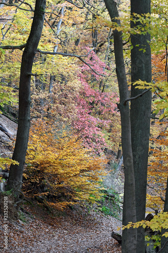 herbstfarben im binger wald photo