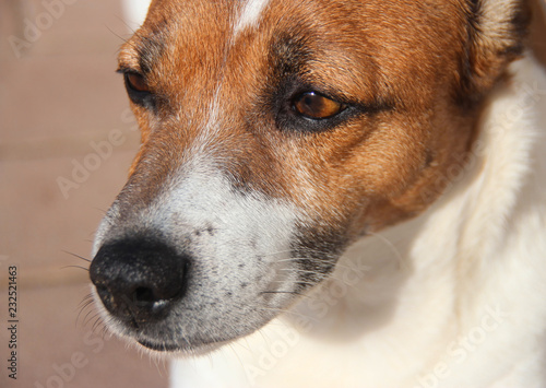 portrait of a dog, jack russell 