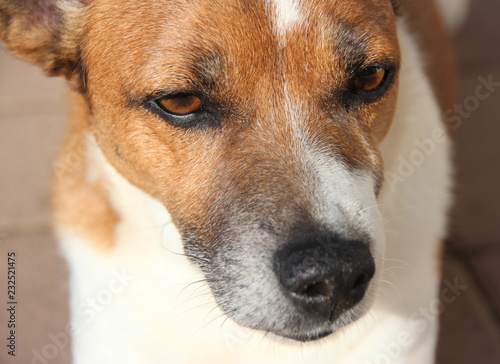portrait of a jack russell 