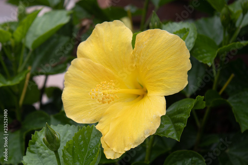 yellow flower