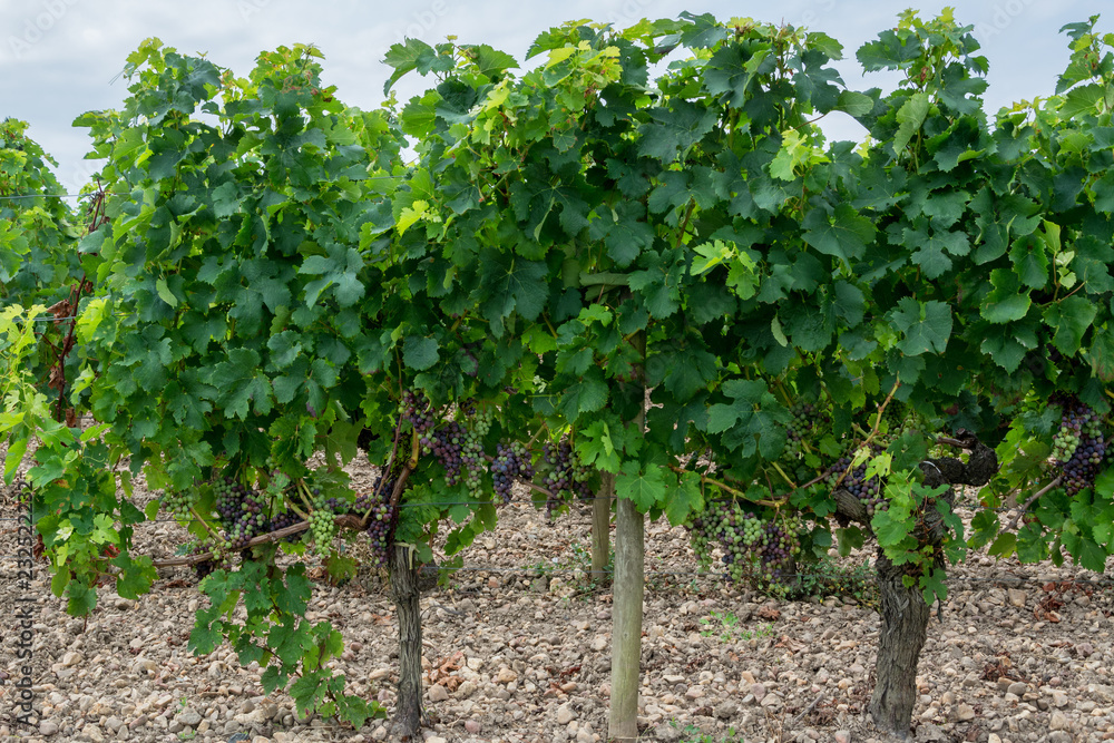 Bordeaux grape vine