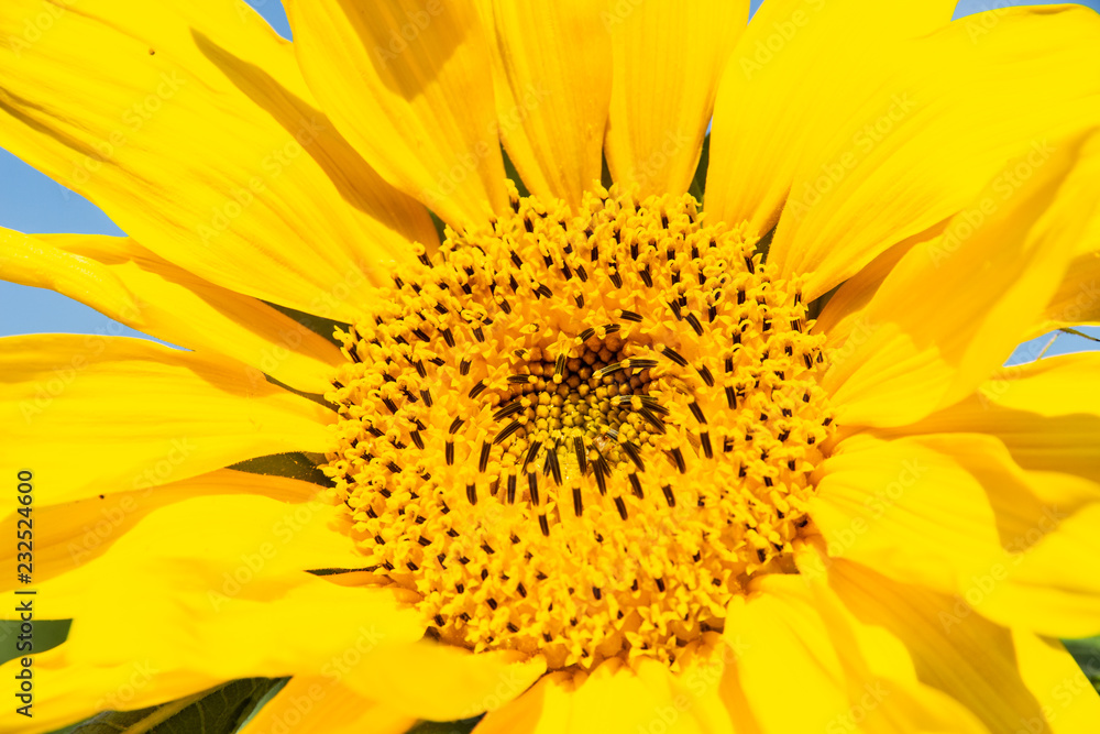 Naklejka premium Sonnenblume