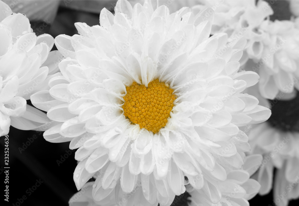 Macro of white chrysanthemum flower in full bloom with heart shaped center. Romantic background and love concept.