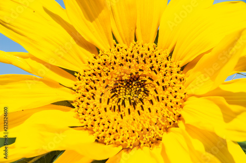 Fototapeta Naklejka Na Ścianę i Meble -  Sonnenblume