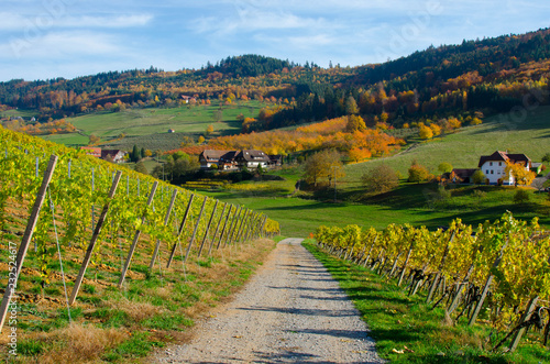 Weinberge bei Reichenbach im Kinzigtal