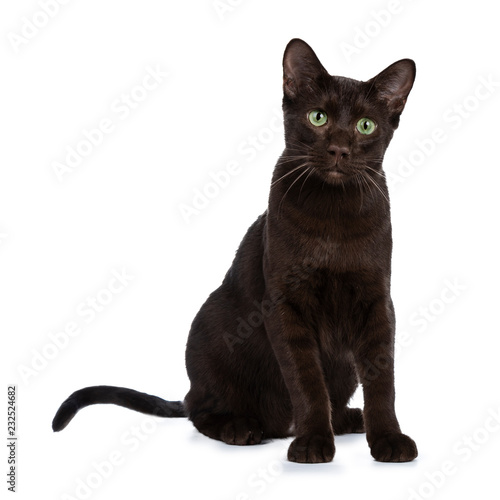 Photography Young Havana Brown cat kitten sitting half  side ways looking beside camera with mesmerising green eyes