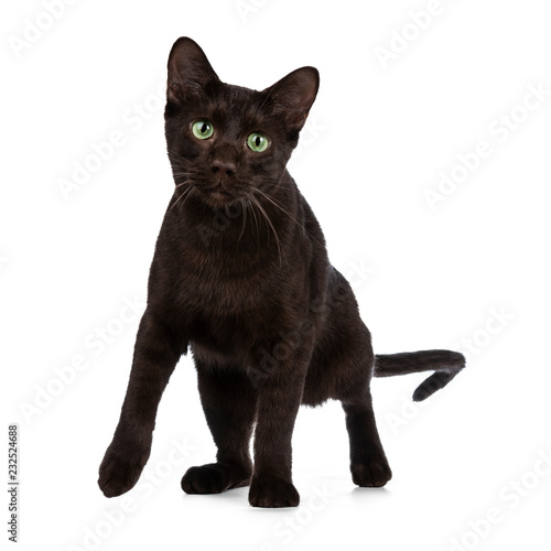 Fotografie Young Havana Brown cat kitten standing / playing half  side ways looking at lens with mesmerising green eyes and droopy face