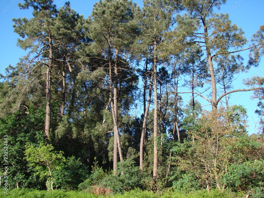 Fototapeta premium The traveler's view from below to the tall young forest trees on a clear spring day under the rays of the sun against the background of the blue sky.