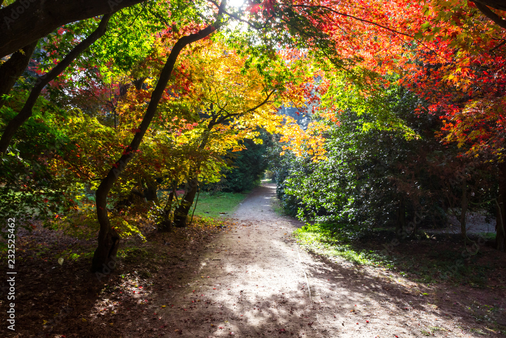 colors of the autumn in the park