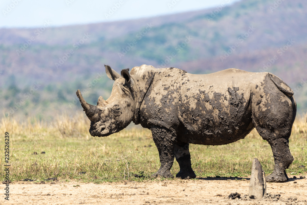 Obraz premium White rhino (Ceratotherium simum) 