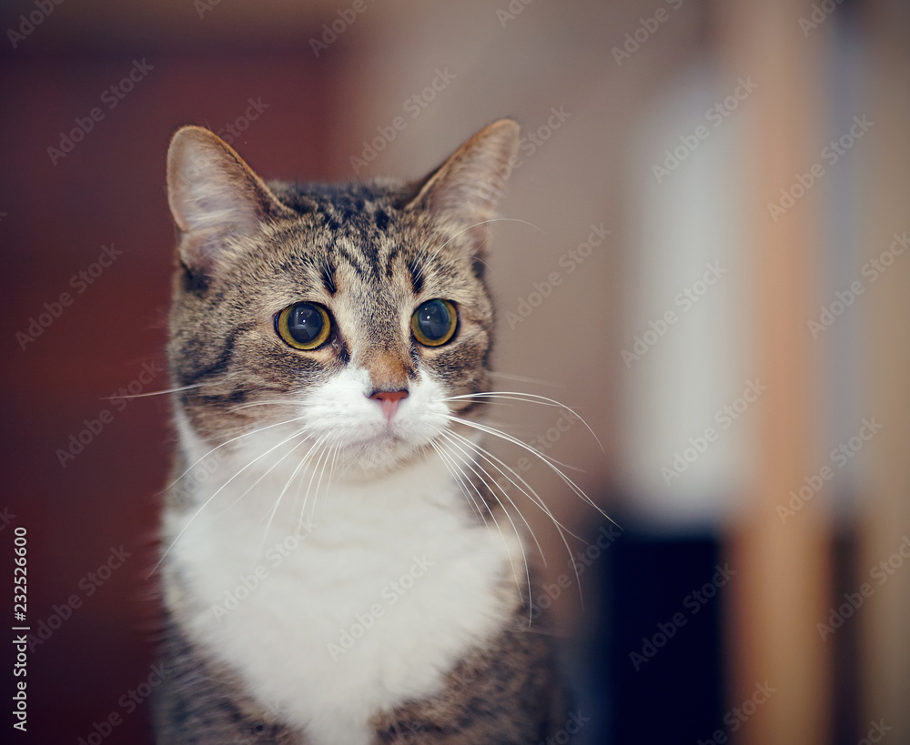 Portrait of an ordinary striped cat. Portrait of an ordinary striped cat.