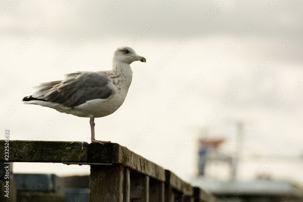 Huge seagull on a wood. Huge seagull on a wood.