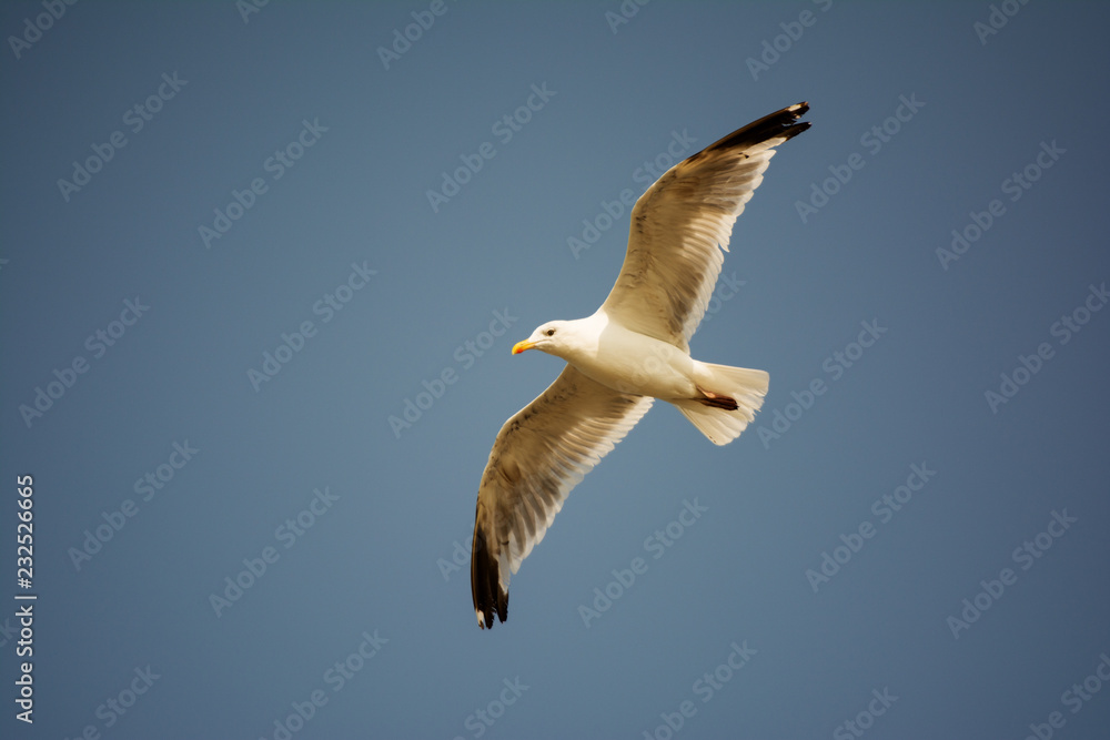 Obraz premium Seagull fly to the sky. 
