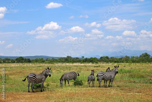 Africa Mikumi National Park  landscape of savanna with wild zebras