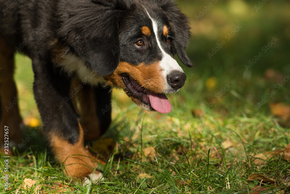 Fototapeta premium Berner Sennenhund im Garten