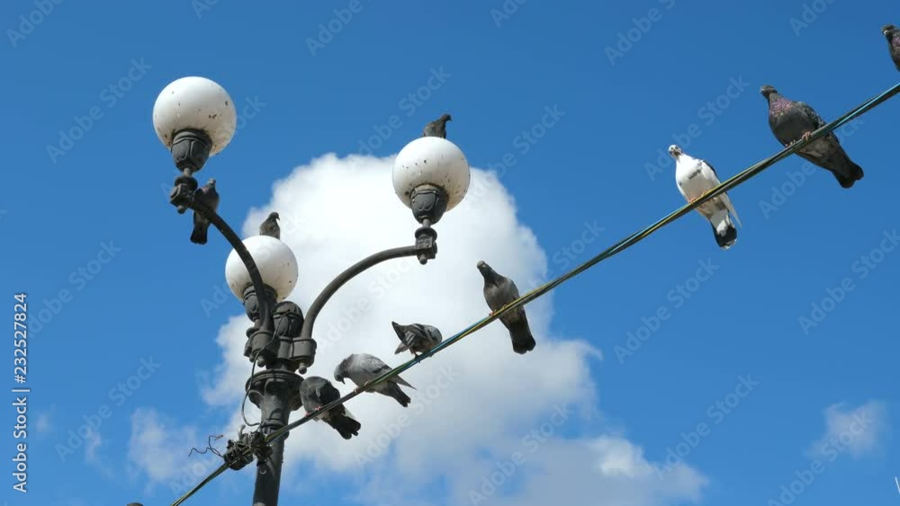 Pigeons are sitting on a wire against the background of blue clear sky with white clouds. Pigeons are sitting on a wire against the background of blue clear sky with white clouds.