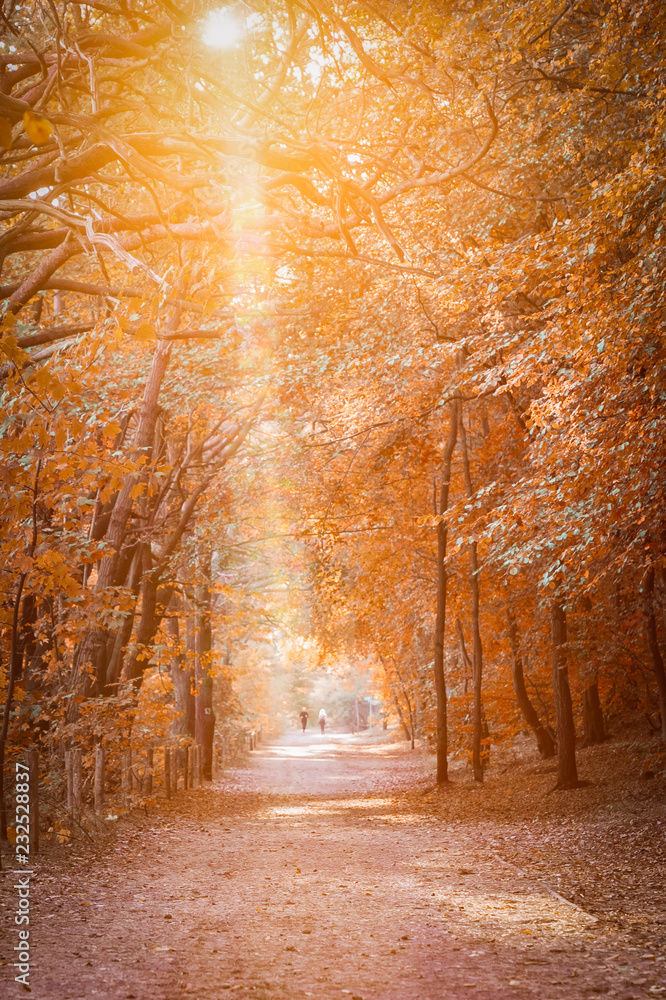 Fototapeta premium zalany światłem jesienny szlak turystyczny przez nasłoneczniony las