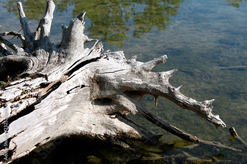 Driftwood branch in water