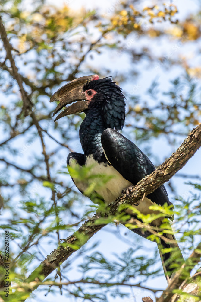 Obraz premium Trumpeter hornbill (Bycanistes bucinator)