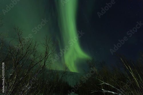 Aurora Over the winter forest, Yamal
