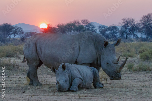 Breitmaulnashorn mit Jungtier im Abendlicht