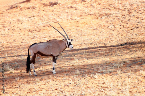 Oryxantilope in der Kalahari