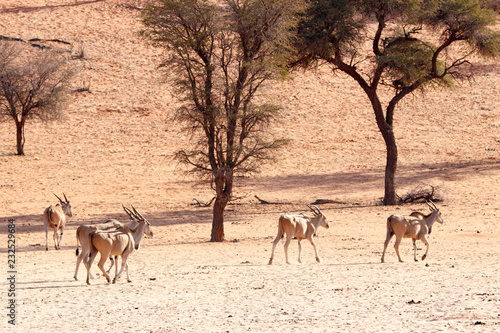 Wasserböcke in der Kalahari