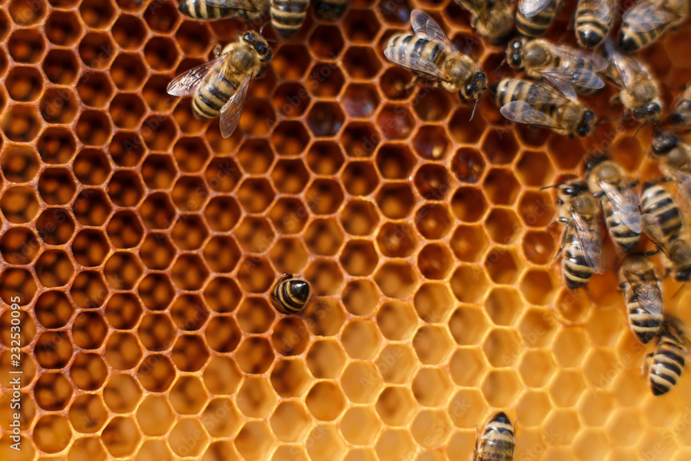 close up honeycomb in wooden frame with bees on it. Apiculture concept close up honeycomb in wooden frame with bees on it. Apiculture concept