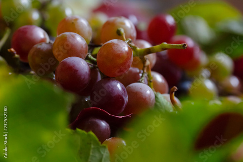 a bunch of ripe juicy pink grapes with leaves close