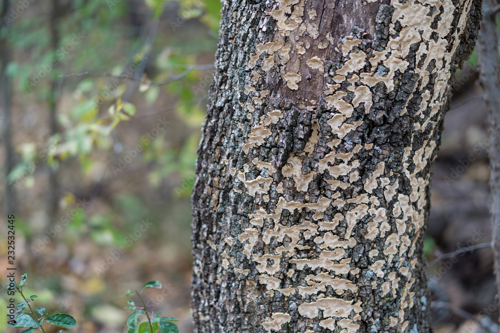 Fototapeta premium bark of a tree