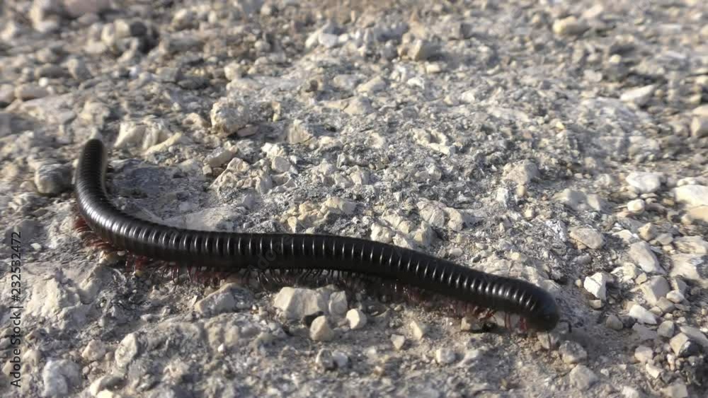 Why did the Millipede cross the road? Millipedes are a group of arthropods that are characterized by having two pairs of jointed legs on most body segments Why did the Millipede cross the road? Millipedes are a group of arthropods that are characterized by having two pairs of jointed legs on most body segments