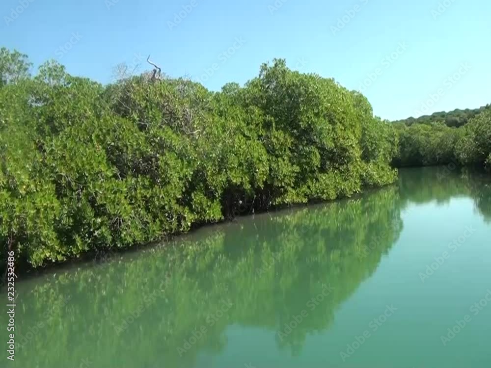 Mangrove tunnel boat ride