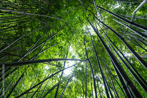 Bamboo Forest on the Pipiwai Trail   Haleakala National Park  Maui  Hawaii  