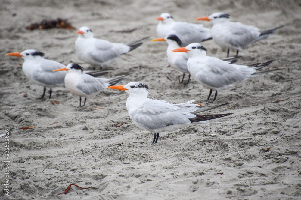 Royal Tern Resting on the Beach Royal Tern Resting on the Beach