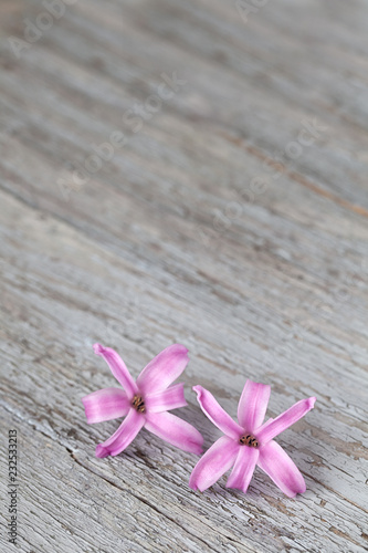 Tiny little pink hyacinth flowers on weathered wood background, close-up  with copy space