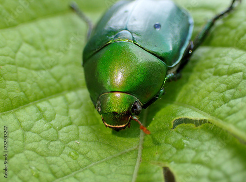 Beetle on the leaves, closeup photo