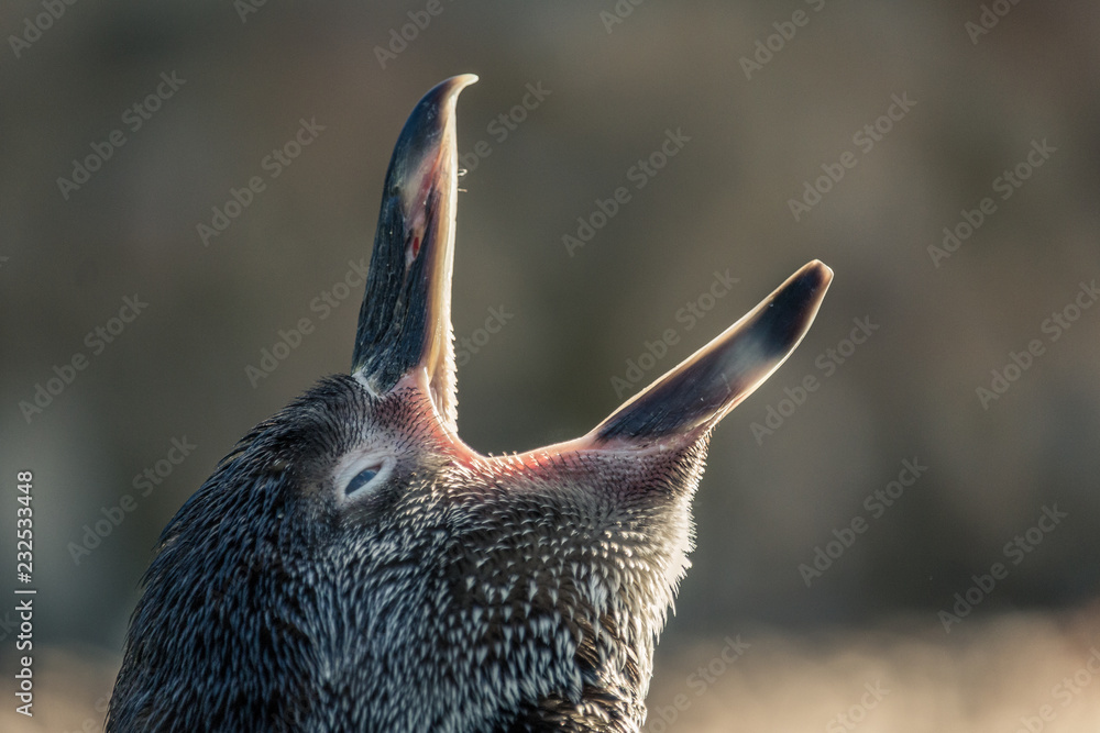 Nahaufnahme eines Pinguin Nahaufnahme eines Pinguin
