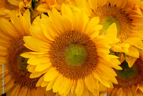 Fototapeta Naklejka Na Ścianę i Meble -  Close up view of a bunch of sunflowers.