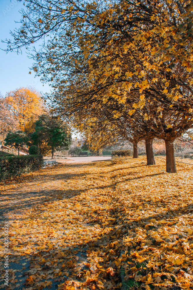 Beautiful autumn park alley. with yellow leaves on the trees background