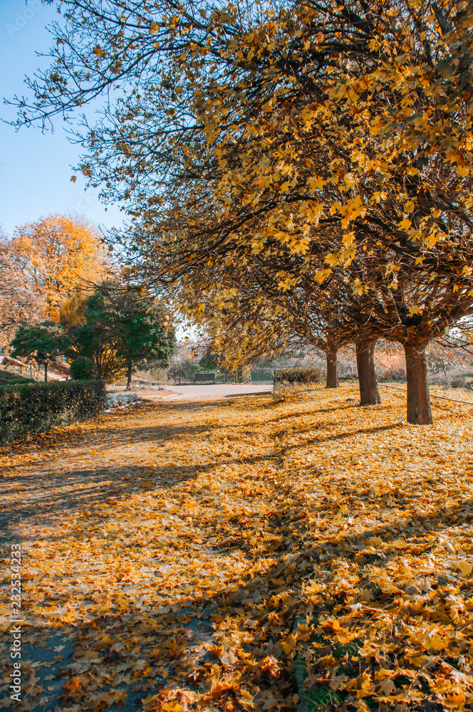 Beautiful autumn park alley. with yellow leaves on the trees background Beautiful autumn park alley. with yellow leaves on the trees background