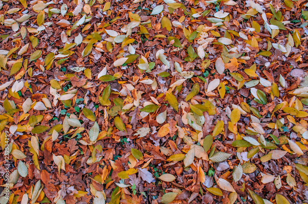 Yellow Autumn Leaves On The Ground