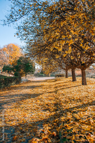 Beautiful autumn park alley. with yellow leaves on the trees background © tsirika