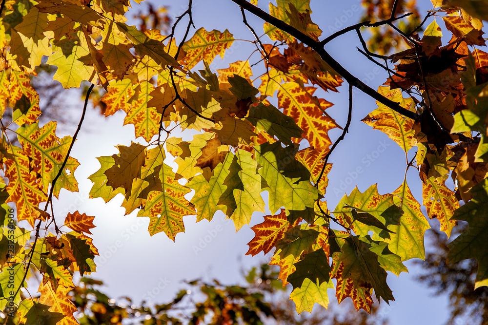 Yellow leaves against backlight in Autumn Yellow leaves against backlight in Autumn