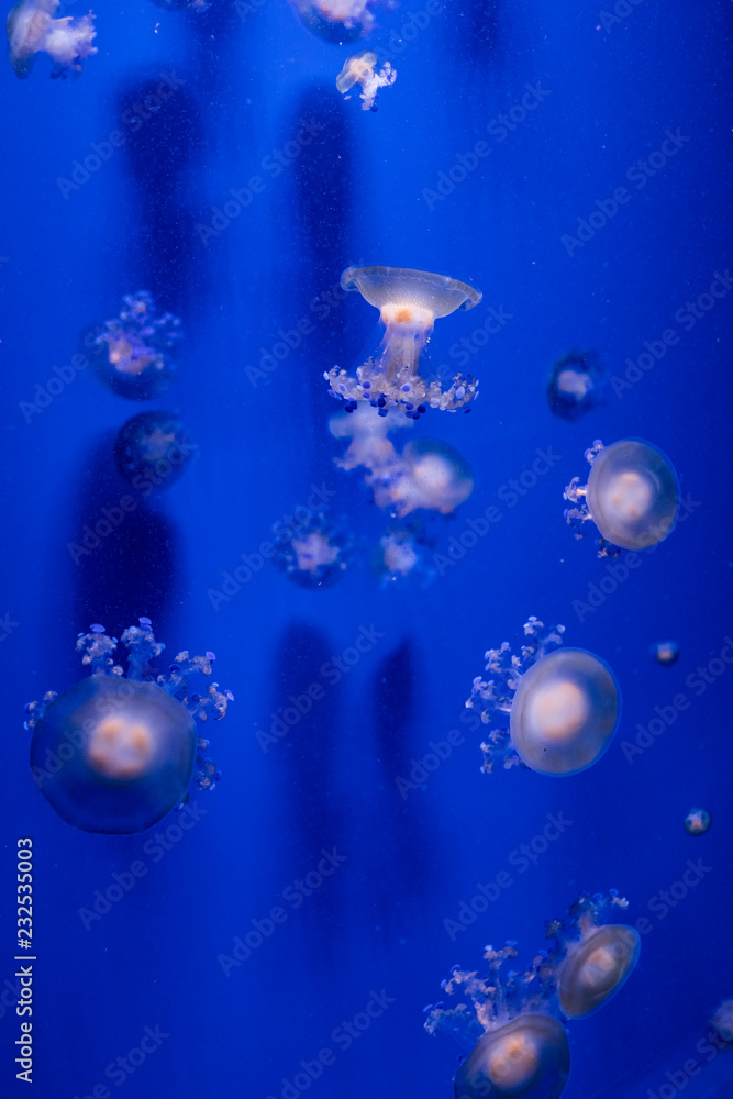 jellyfish floats in the water jellyfish floats in the water
